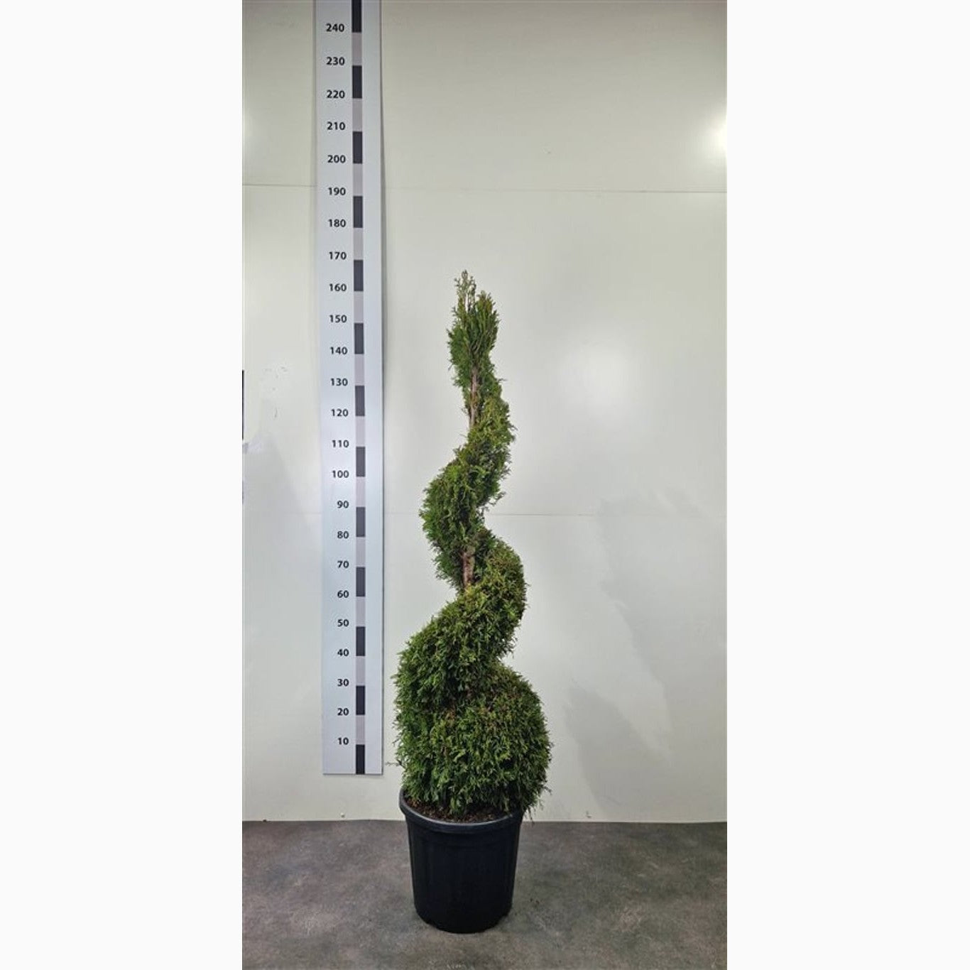 Thuja – Thuja occidentalis 'Smaragd' - 120-140 CM Spiral Cont.